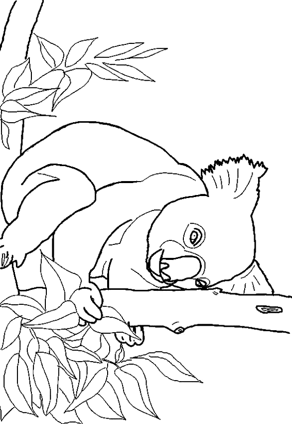 Free Printable Koala Coloring Pages / The Koala Brothers Coloring Pages