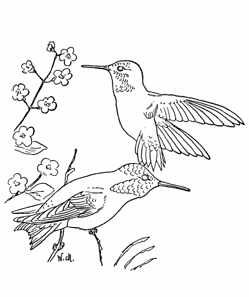 Hummingbird coloring pages to download and print for free