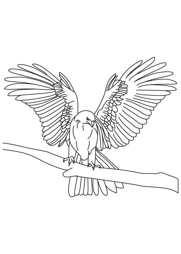 Falcon coloring pages to download and print for free