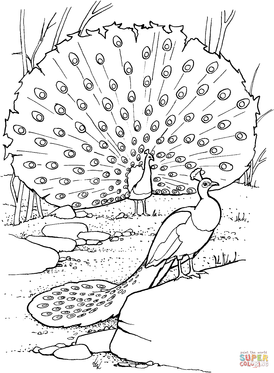 coloring peacock