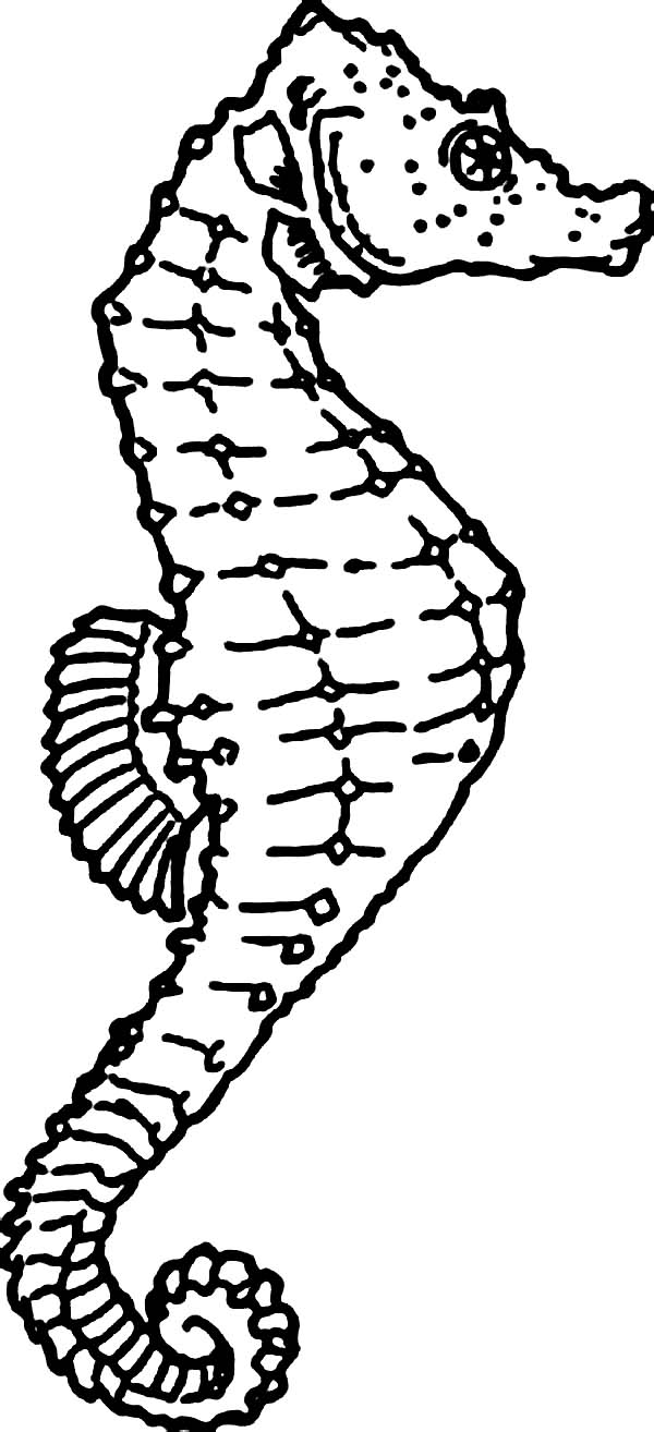 seahorse coloring outline anatomy drawing printable getdrawings
