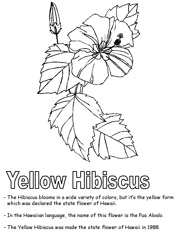 coloring hibiscus hawaiian hawaii printable puerto rico flower state sheets yellow worksheets usa sheet symbols flowers printables kidzone ws national