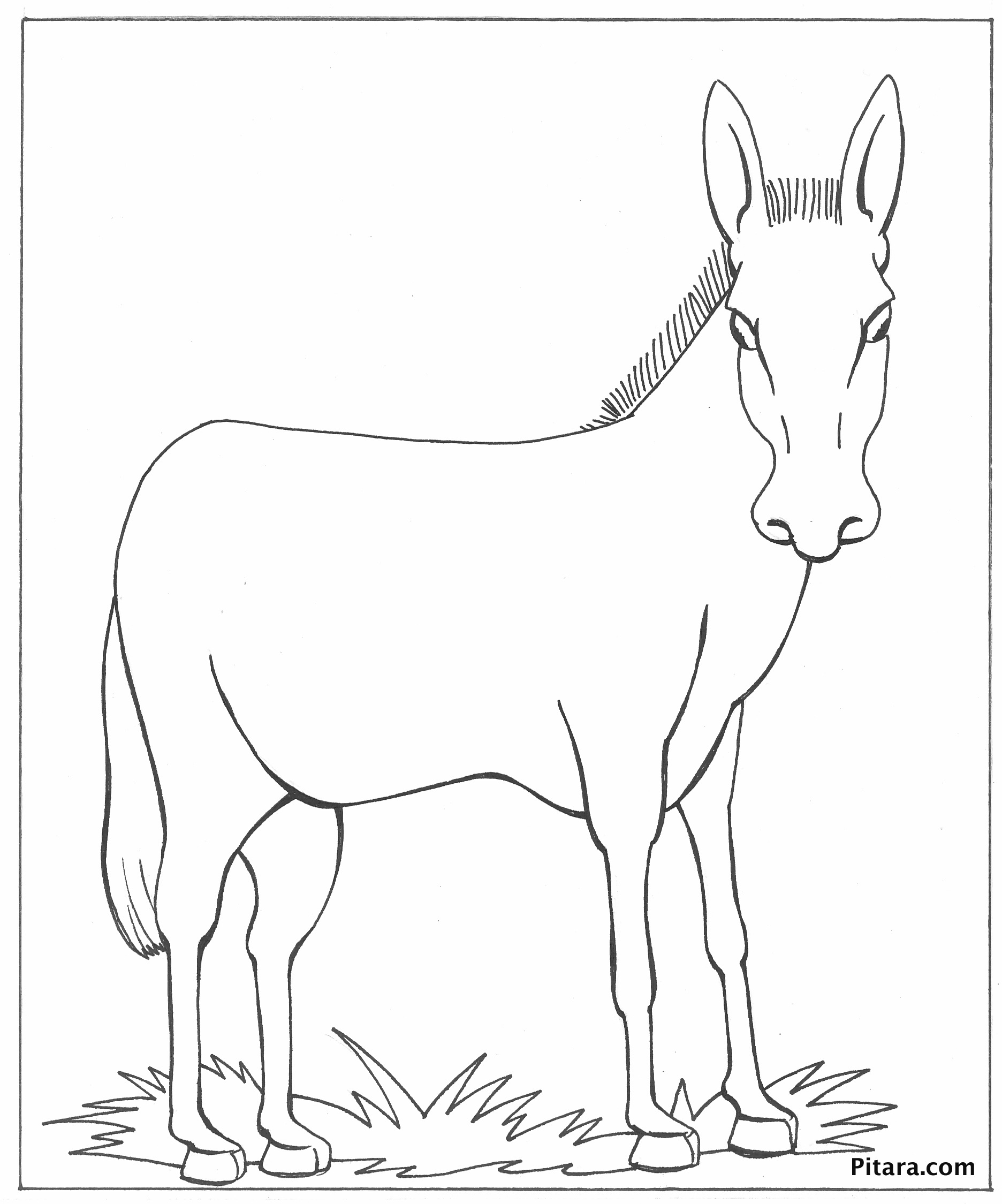 Animal Burro Coloring Page with simple drawing