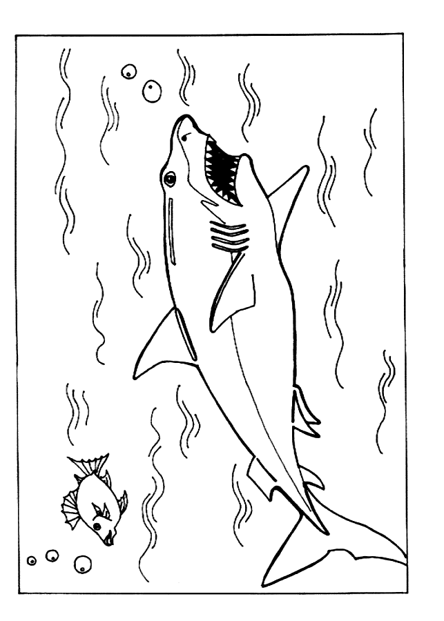 Shark coloring pages to download and print for free