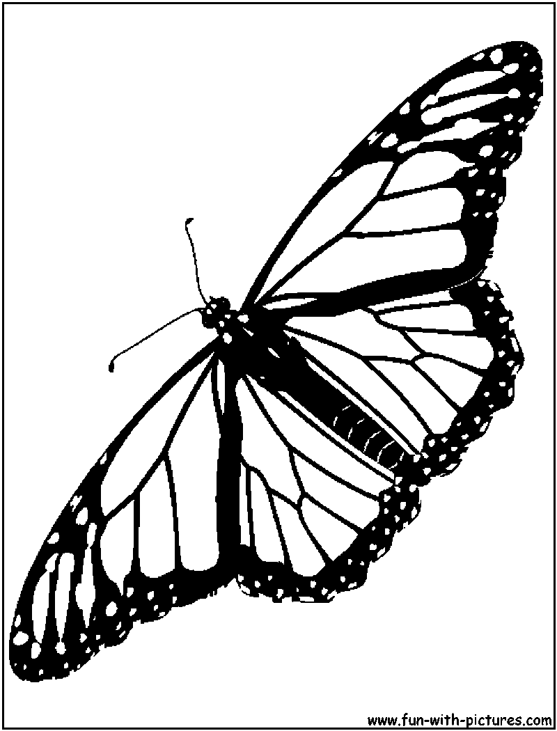 butterfly monarch coloring shark