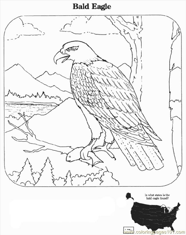 Bald eagle coloring pages download and print for free