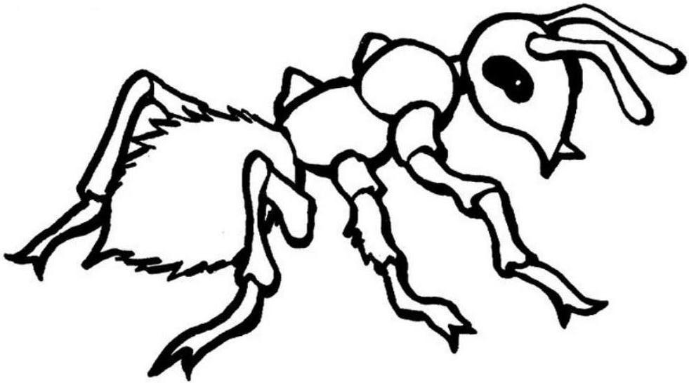 Ants marching coloring pages download and print for free