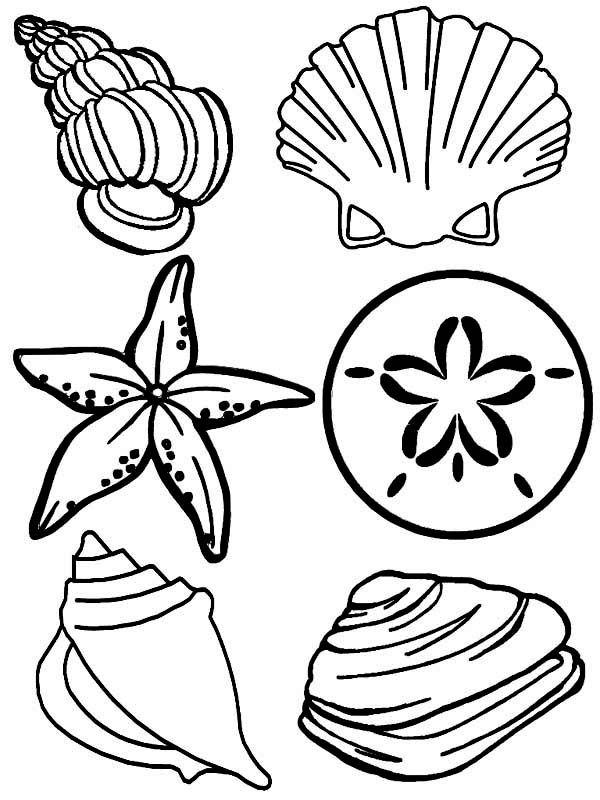 Beach shells coloring pages download and print for free