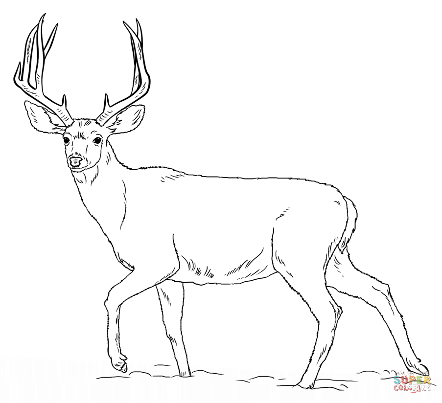Red deer coloring pages download and print for free
