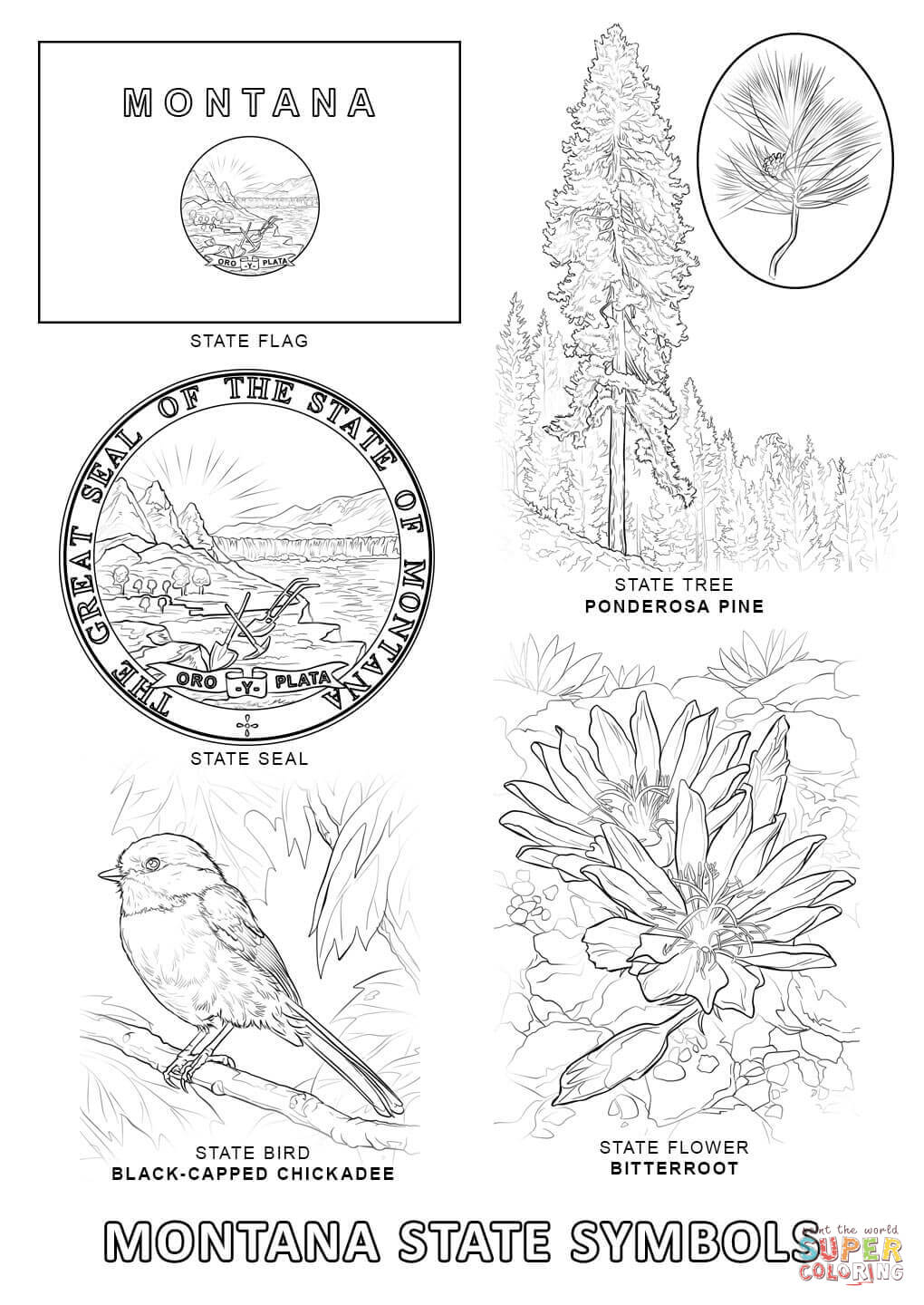 maine state bird and flower coloring pages - photo #32