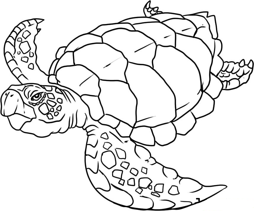 Animal Free Ocean Life Coloring Pages for Kindergarten