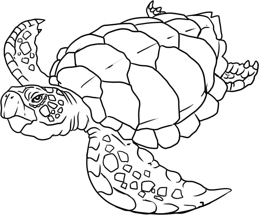 Sea life coloring pages to download and print for free