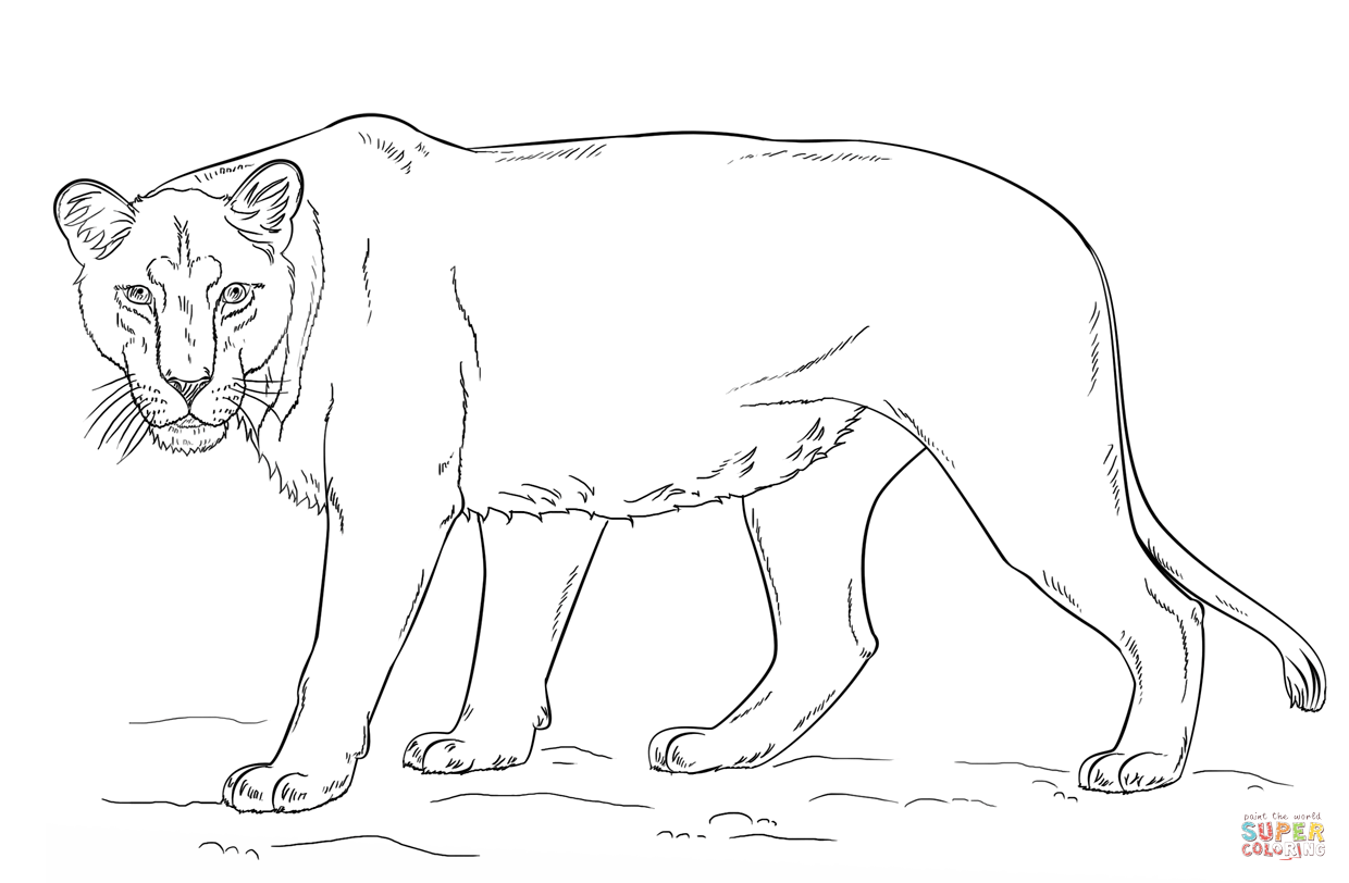 lioness coloring pages download and print for free