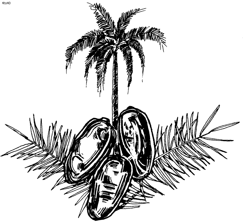 date palm coloring pages - photo #1