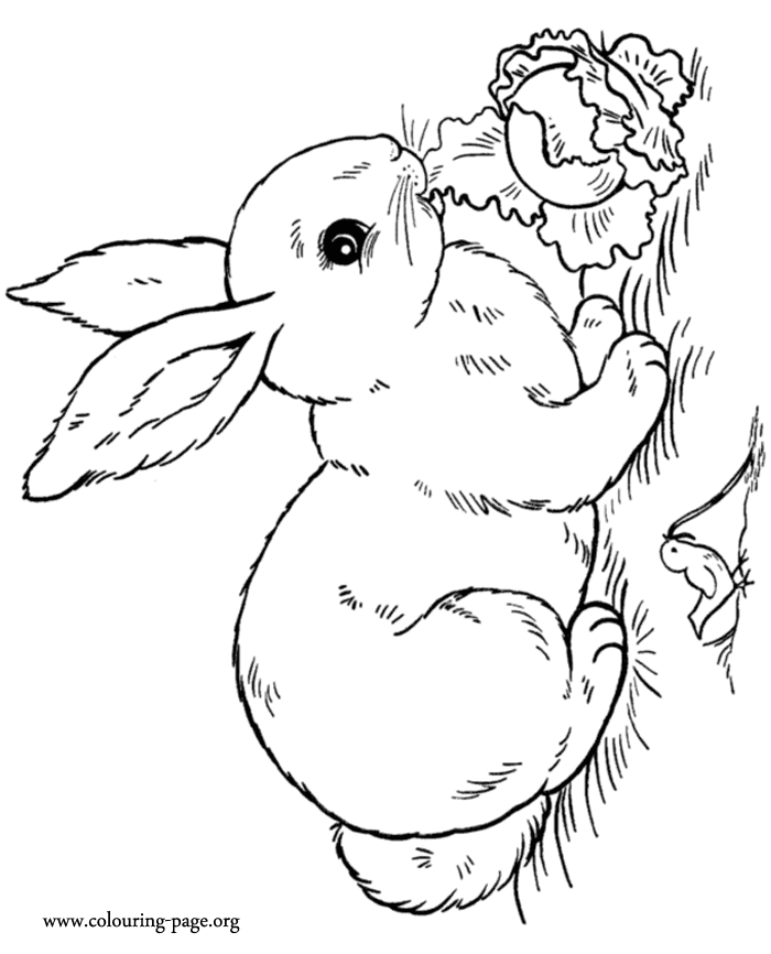 Bunny rabbit coloring pages to download and print for free