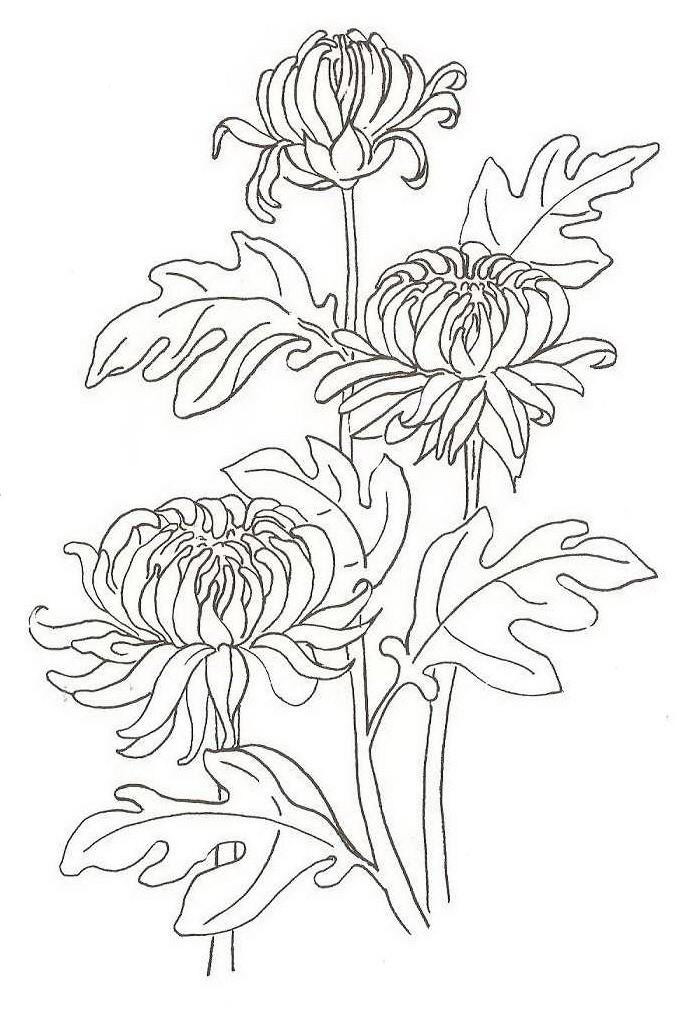 Chrysanthemum coloring pages to download and print for free