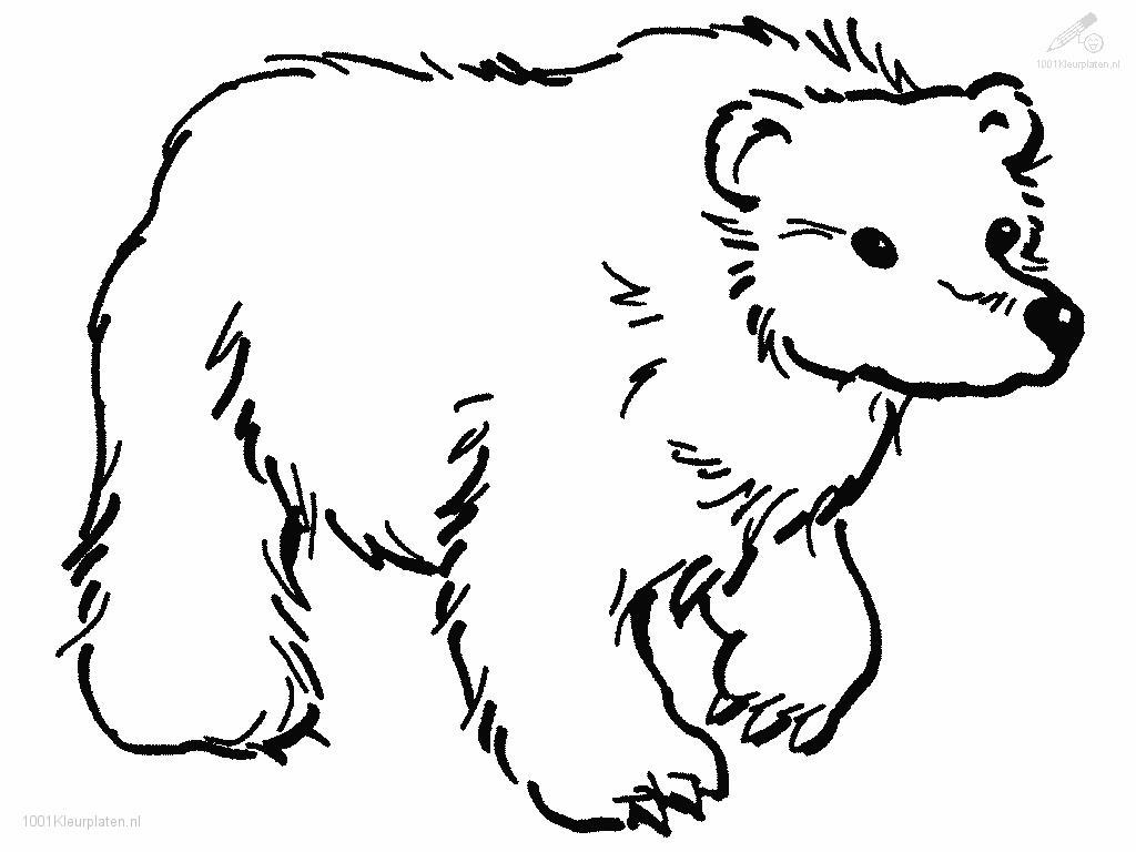 Brown bear coloring pages download and print for free