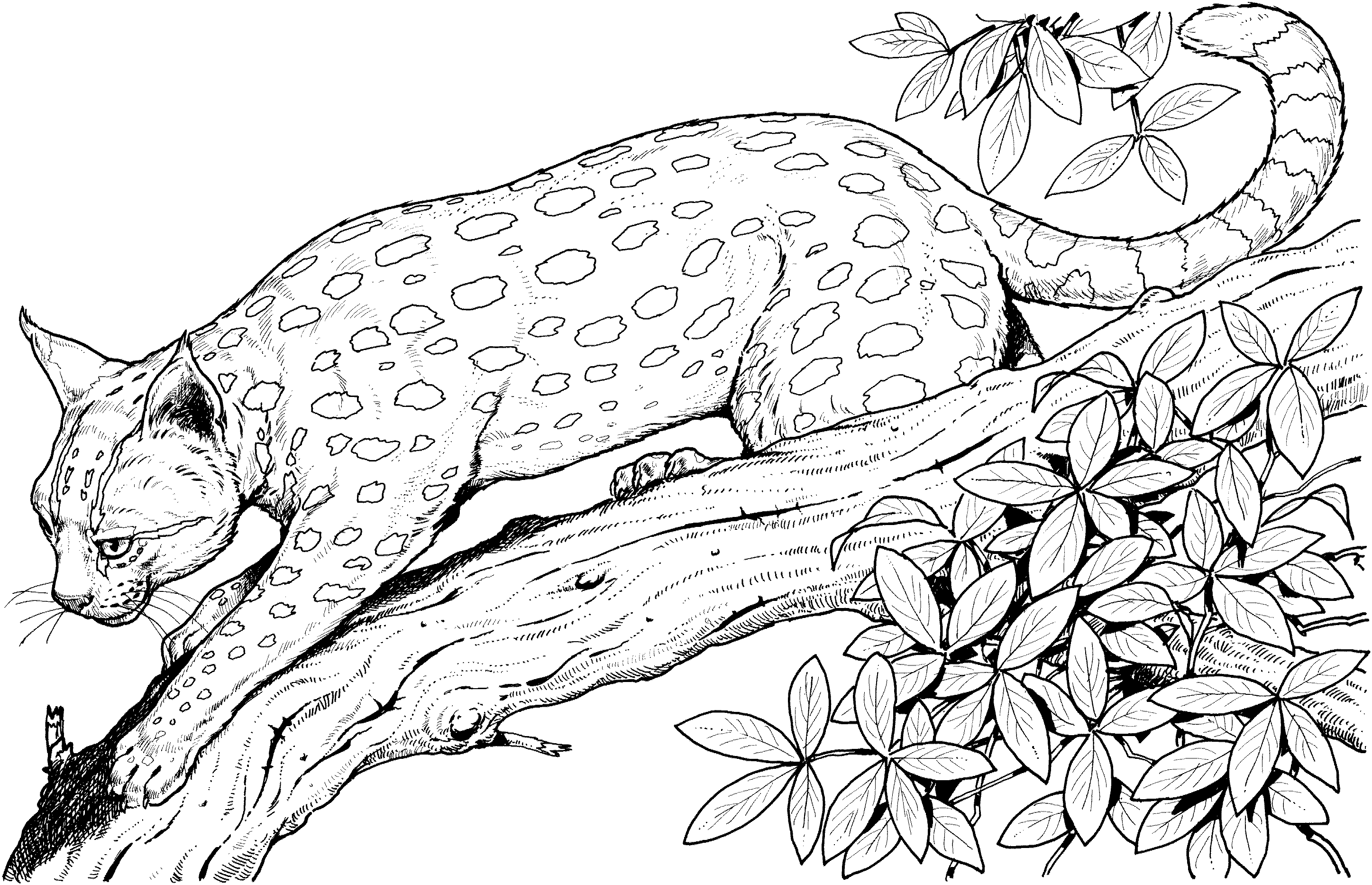 Free Printable Wildlife Coloring Pages