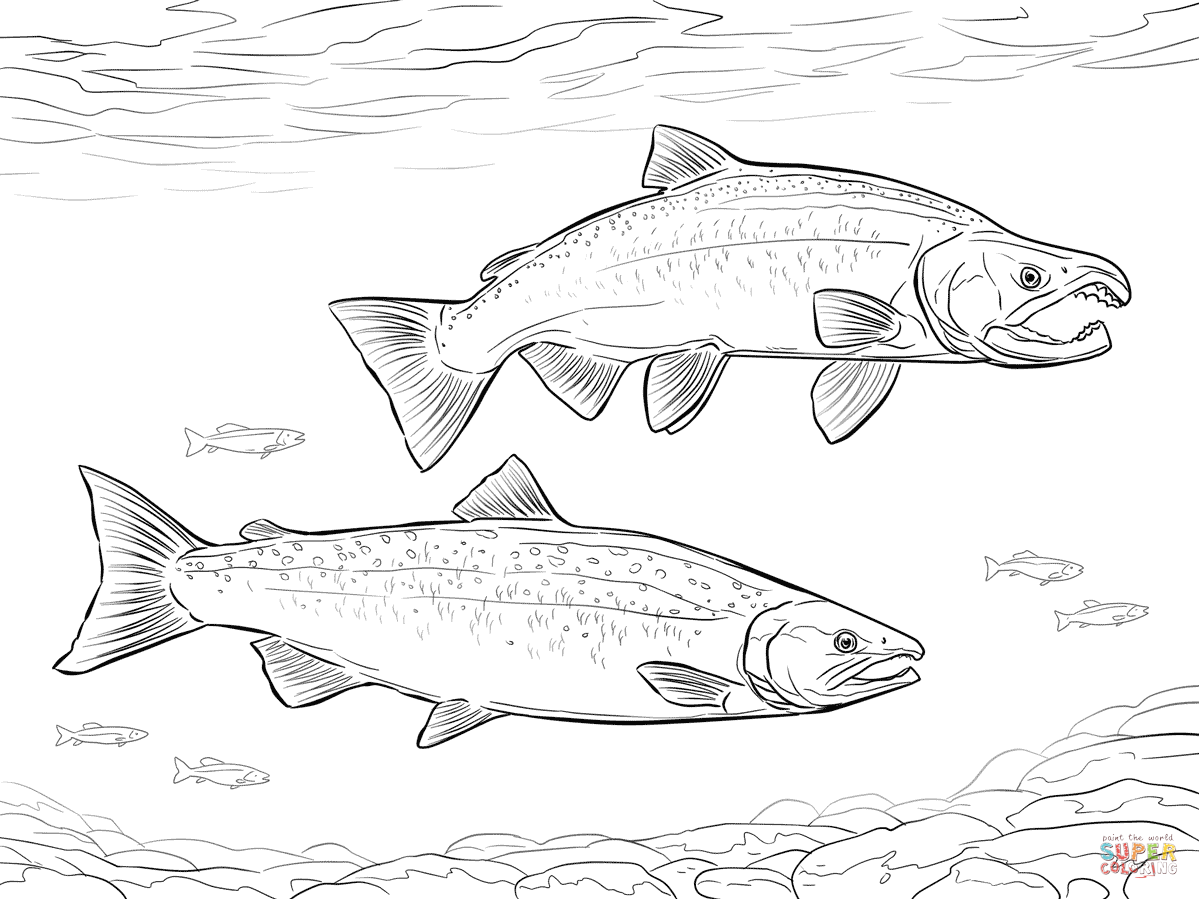 Pacific salmon coloring pages download and print for free