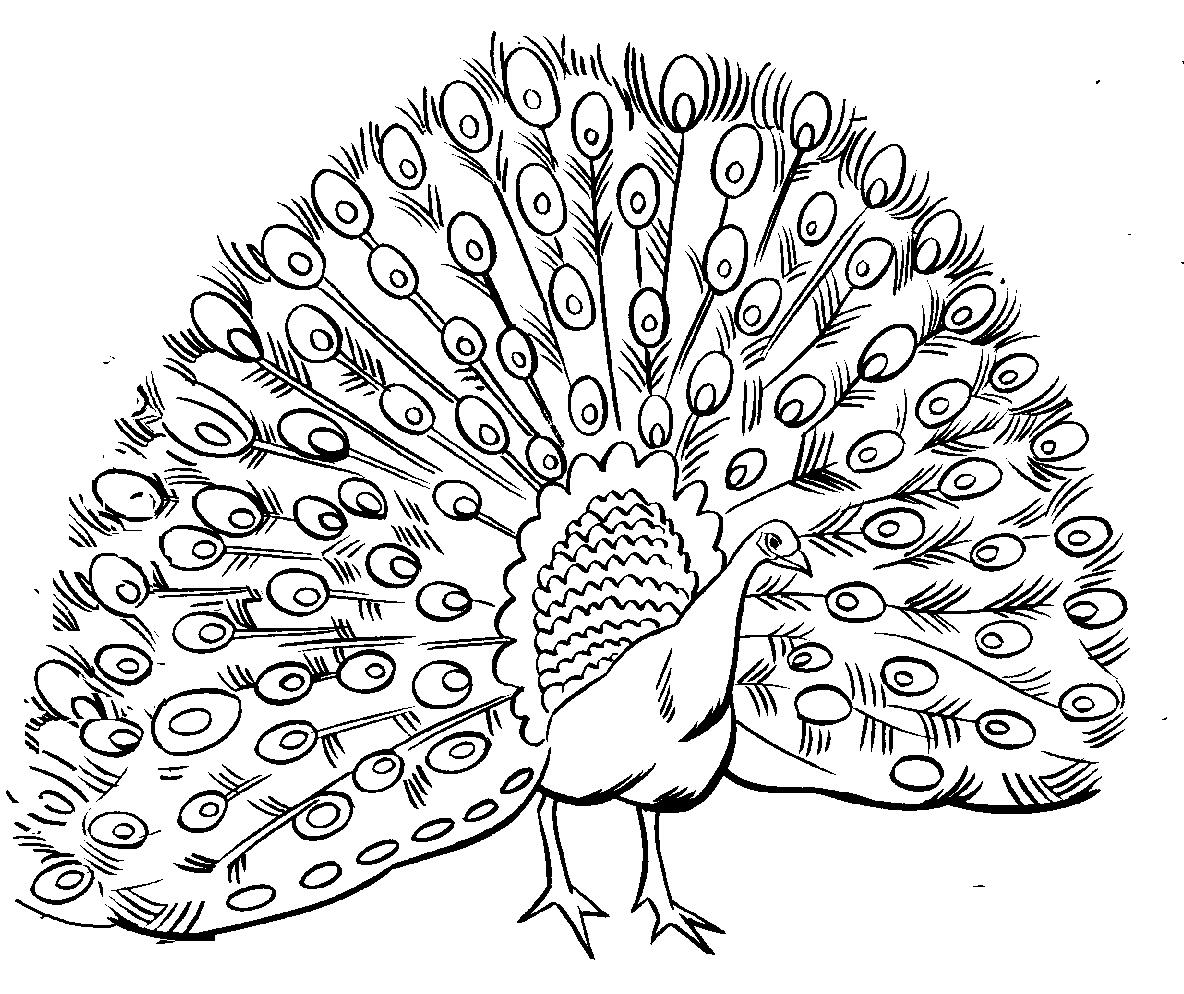 Peacock coloring pages to download and print for free