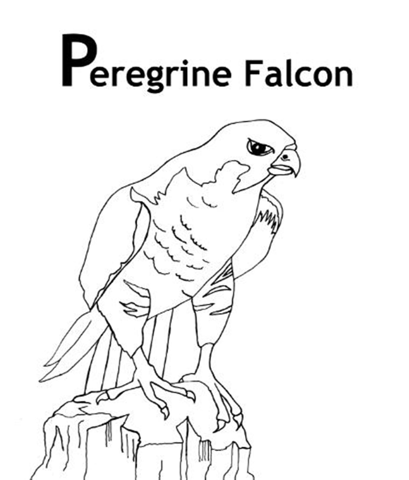 Falcon coloring pages to download and print for free