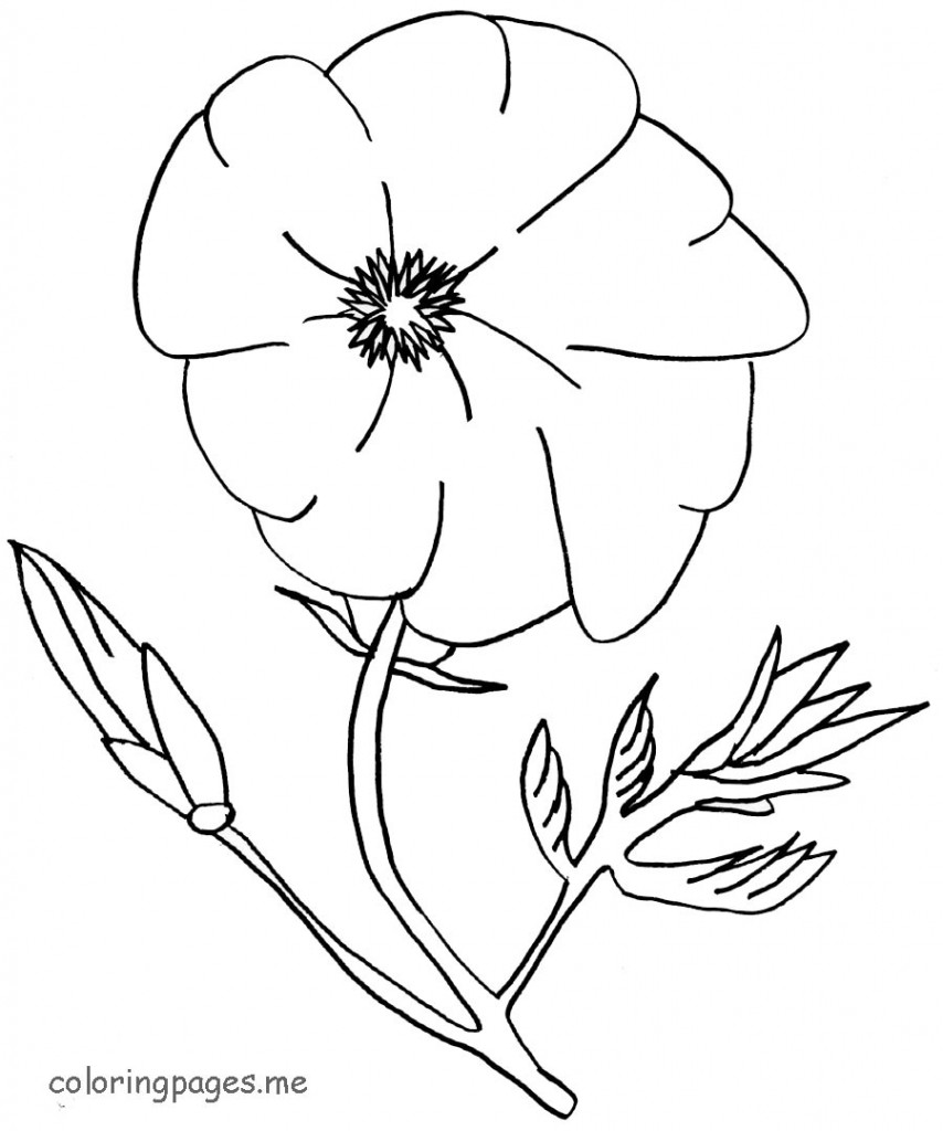 activity village poppy coloring pages - photo #22