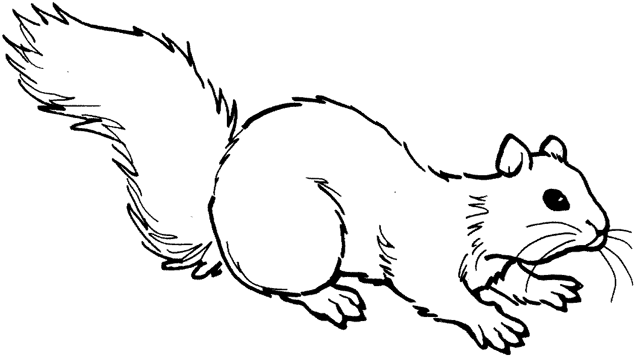 Squirrel Coloring Pages To Print Iconcreator Info