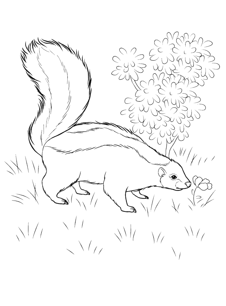 Skunk coloring pages to download and print for free