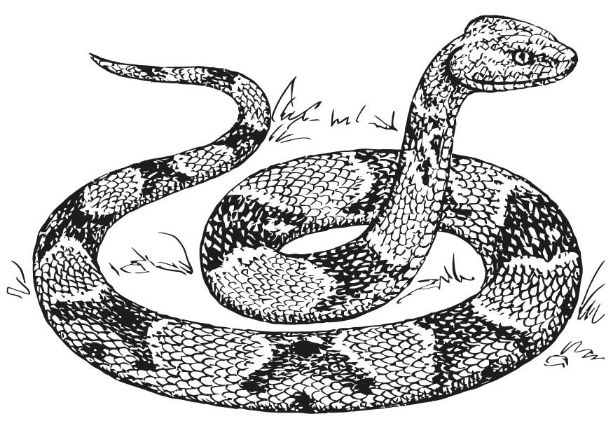 King cobra snake coloring pages download and print for free