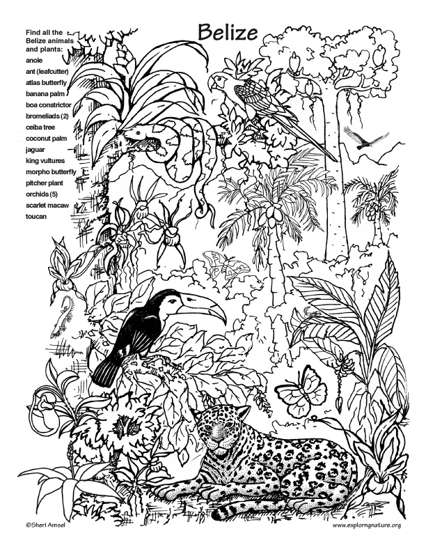 Rainforest coloring pages to download and print for free