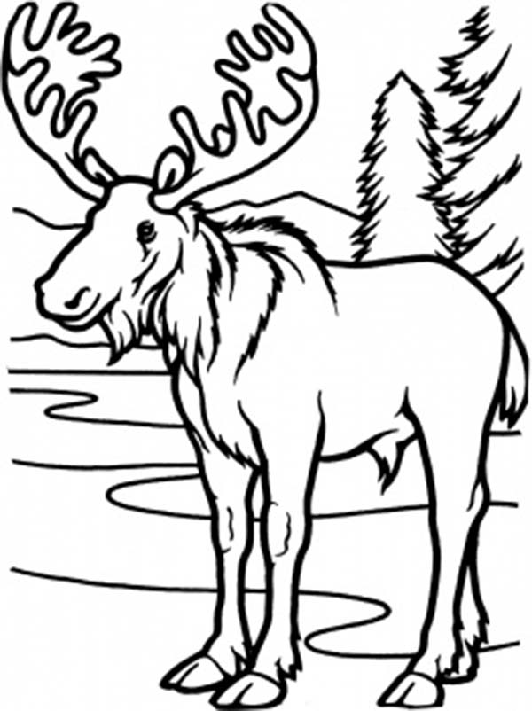 Moose coloring pages to download and print for free