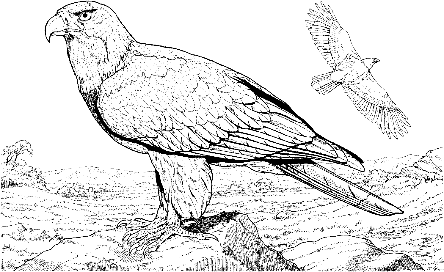 Eagle coloring pages to download and print for free