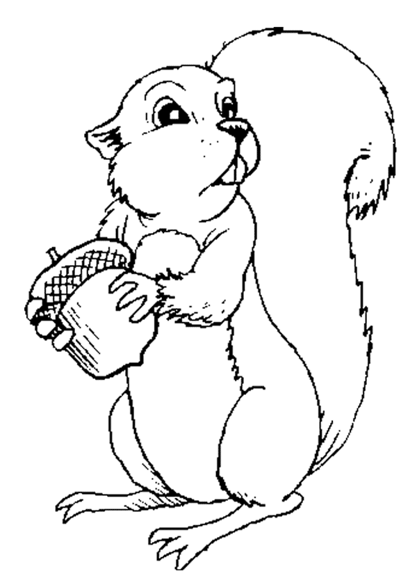 Squirrel coloring pages to download and print for free