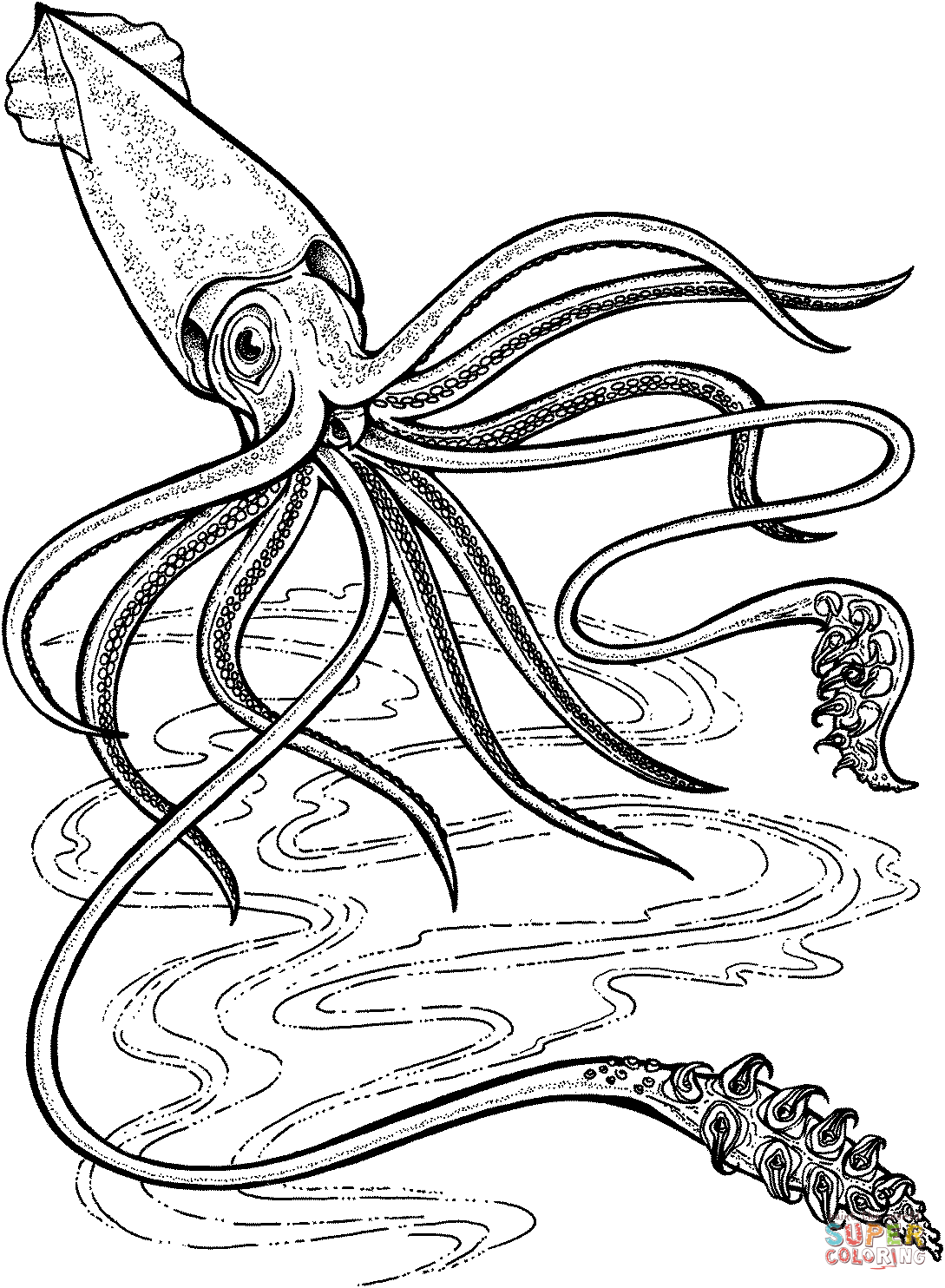 Squid coloring pages to download and print for free