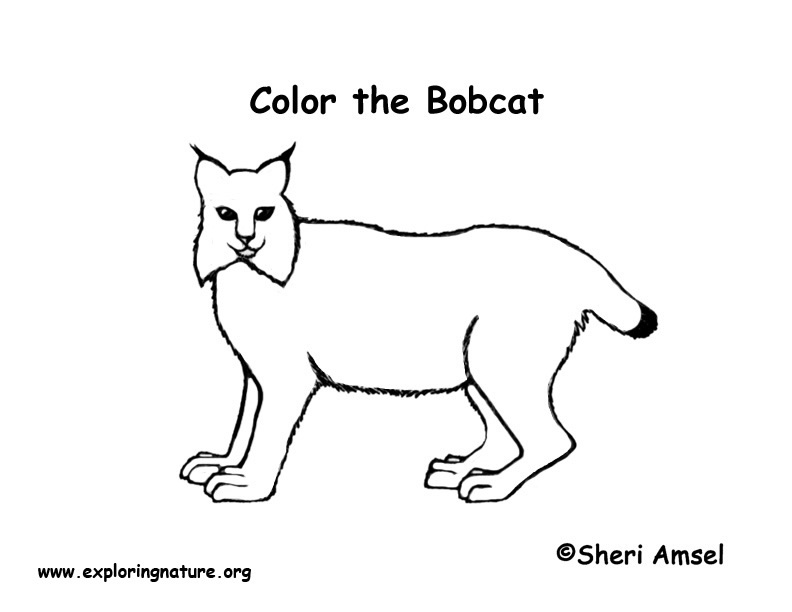 baby bobcat coloring pages - photo #6