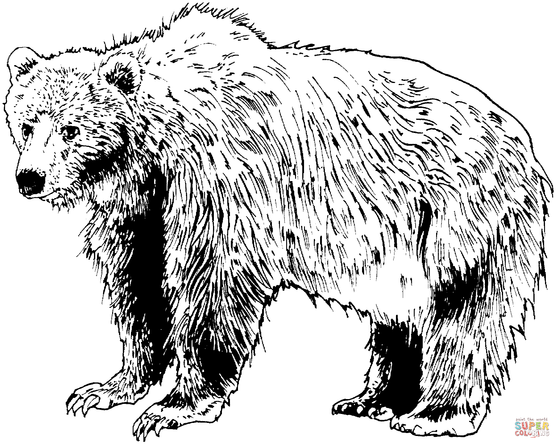 Brown bear coloring pages download and print for free