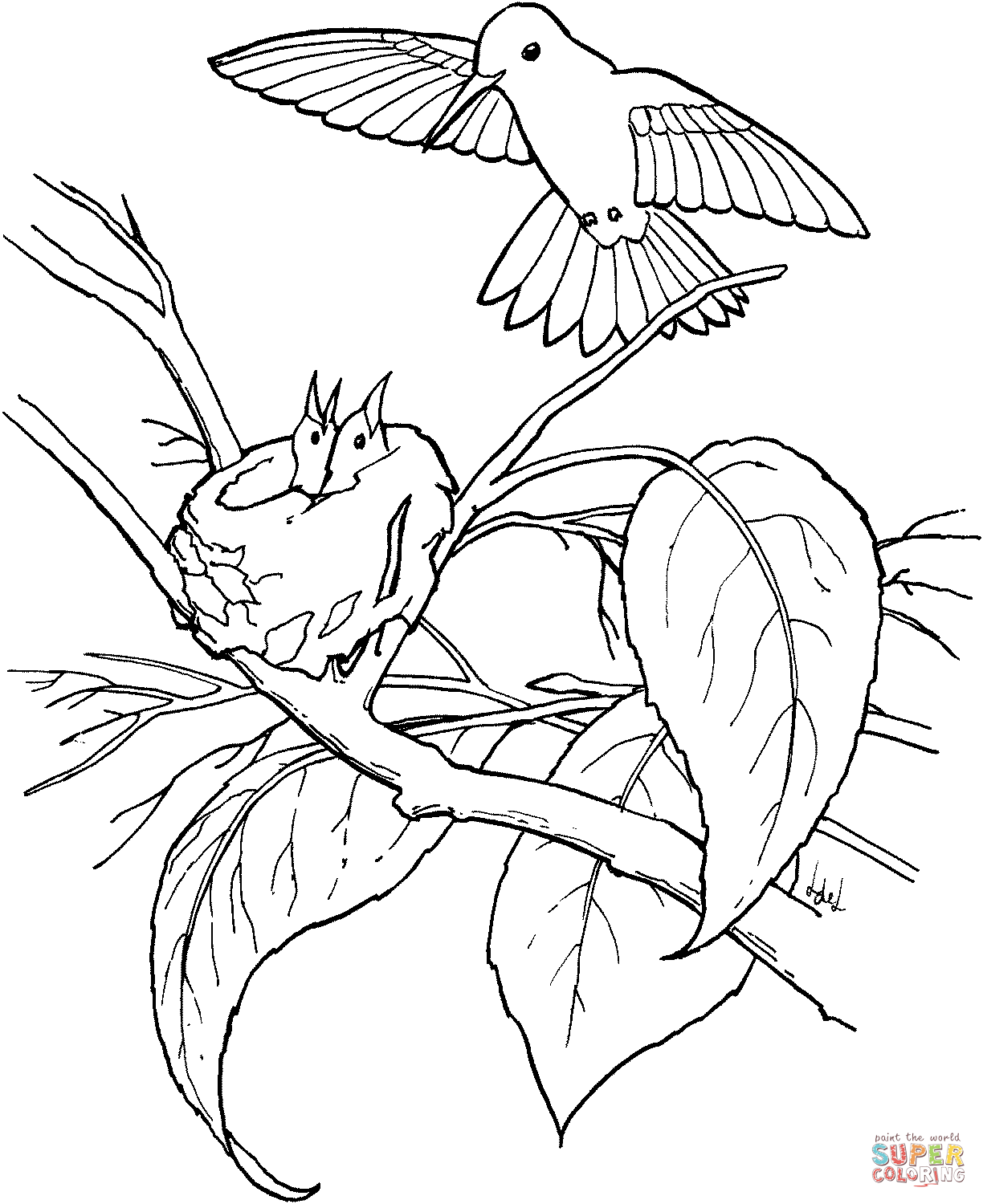 Hummingbird coloring pages to download and print for free