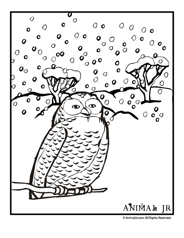winter-bird-coloring-pages-download-and-print-for-free