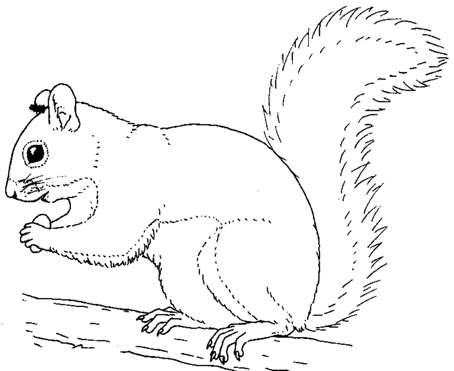 squirrel-coloring-pages-to-download-and-print-for-free