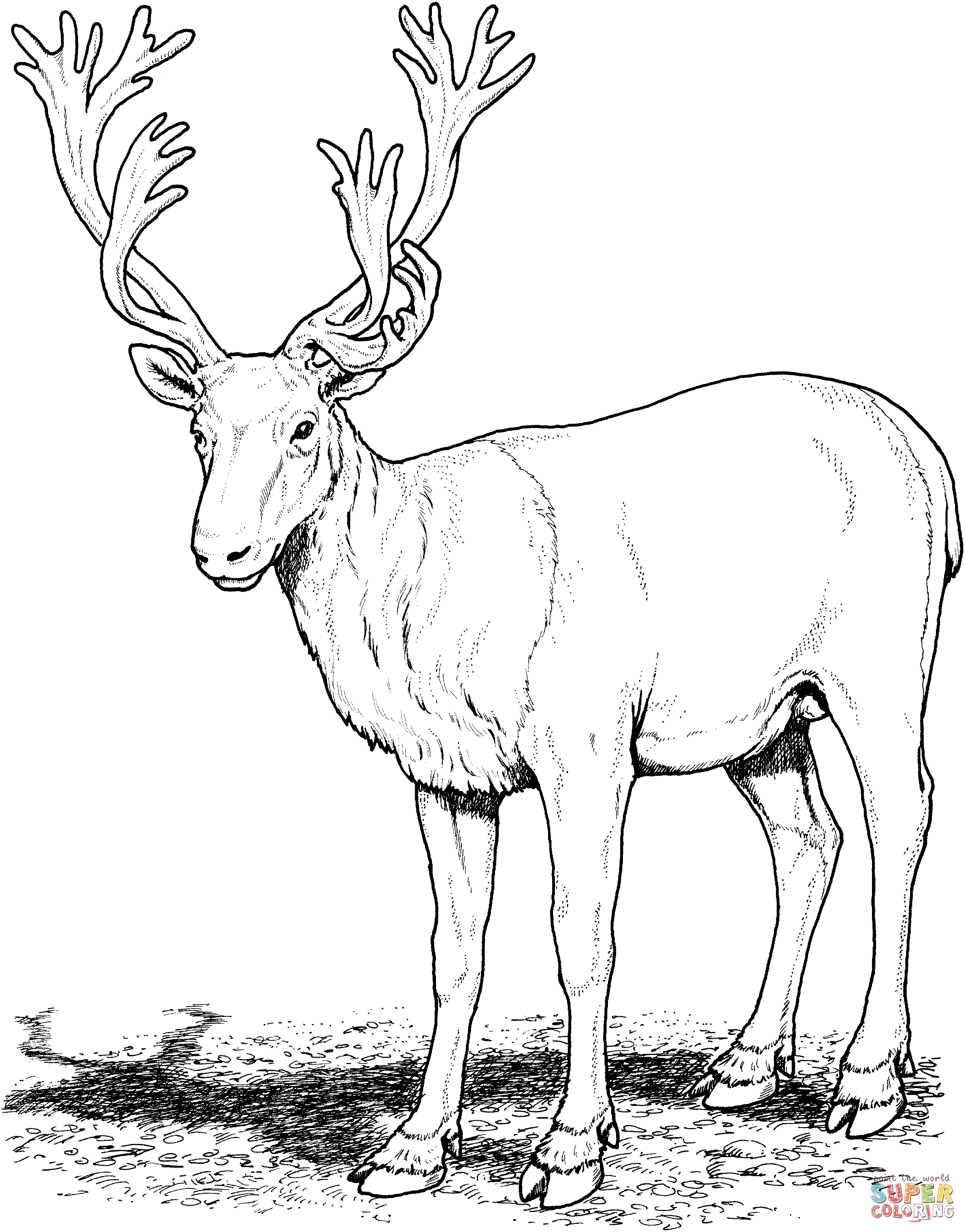 deer coloring caribou realistic buck reindeer animals printable adults mule drawing deers