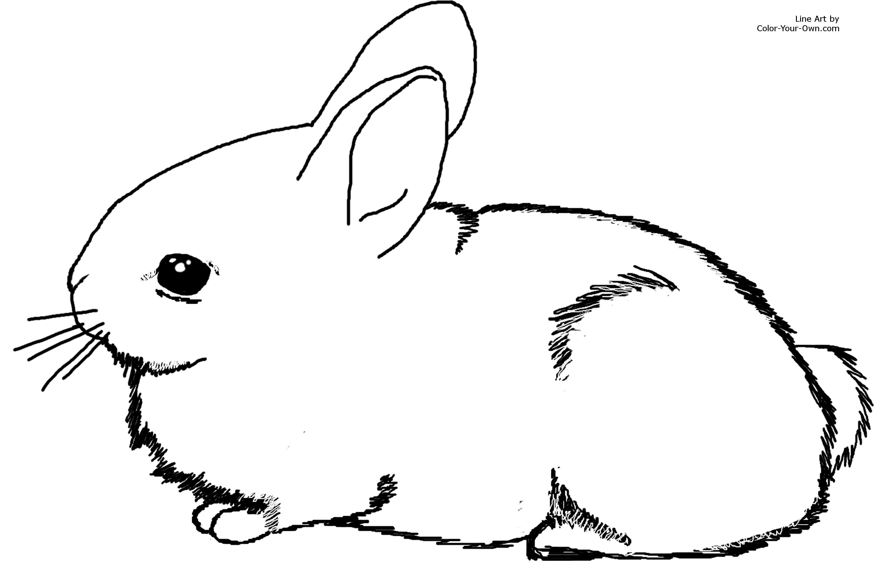 Baby bunnies coloring page