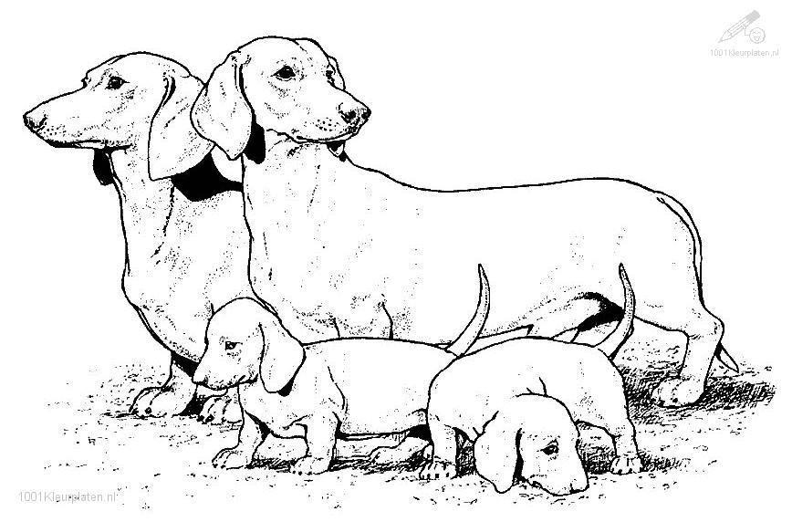 Realistic puppy coloring pages download and print for free