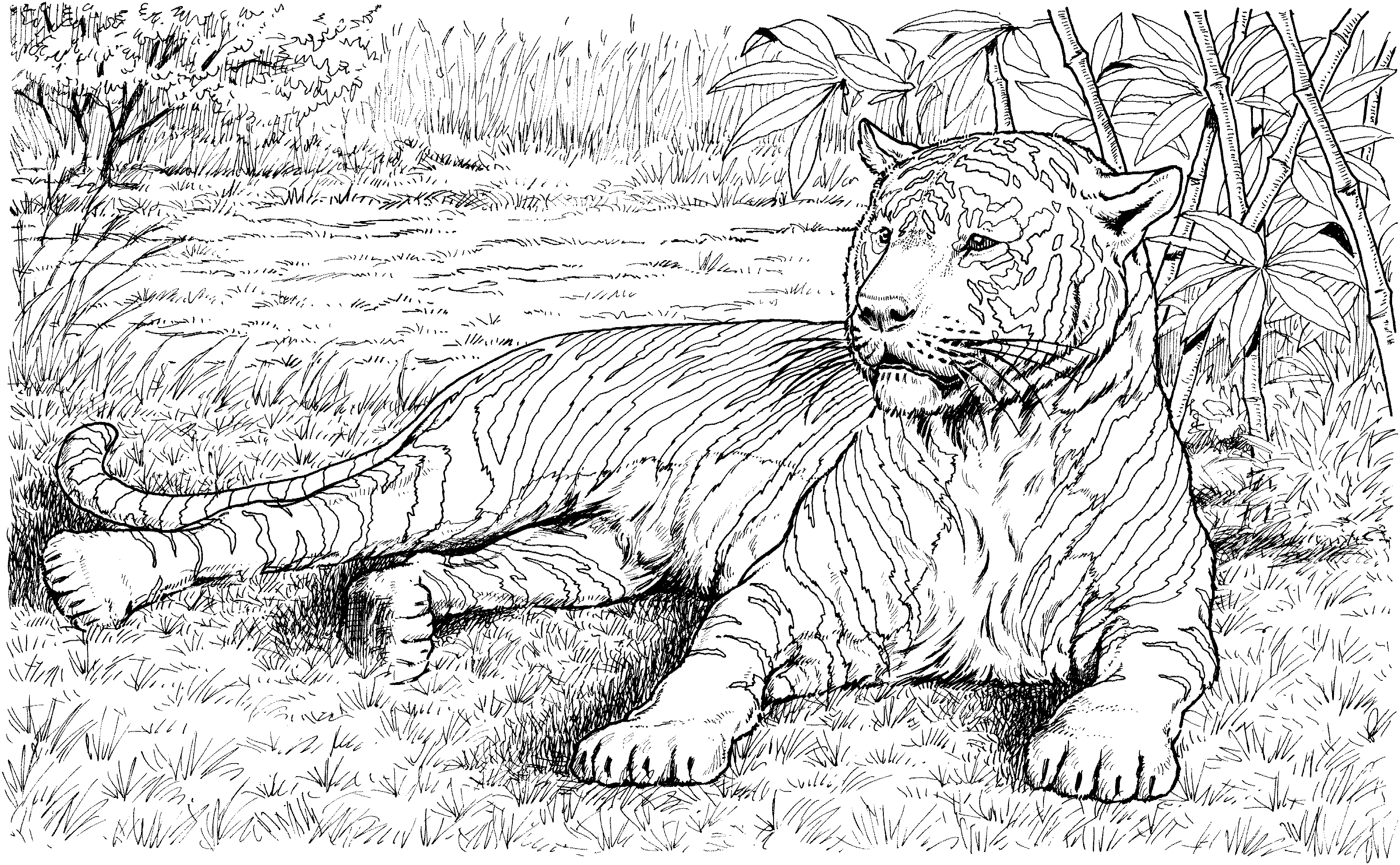 wildlife-coloring-pages-to-download-and-print-for-free