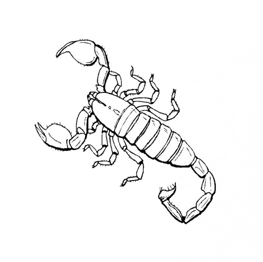 Scorpion coloring pages to download and print for free