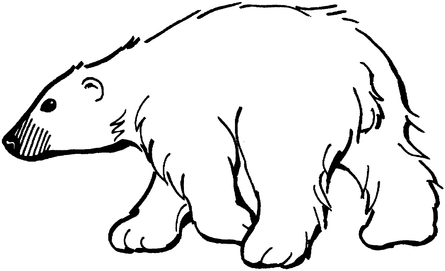 Polar bear coloring pages to download and print for free