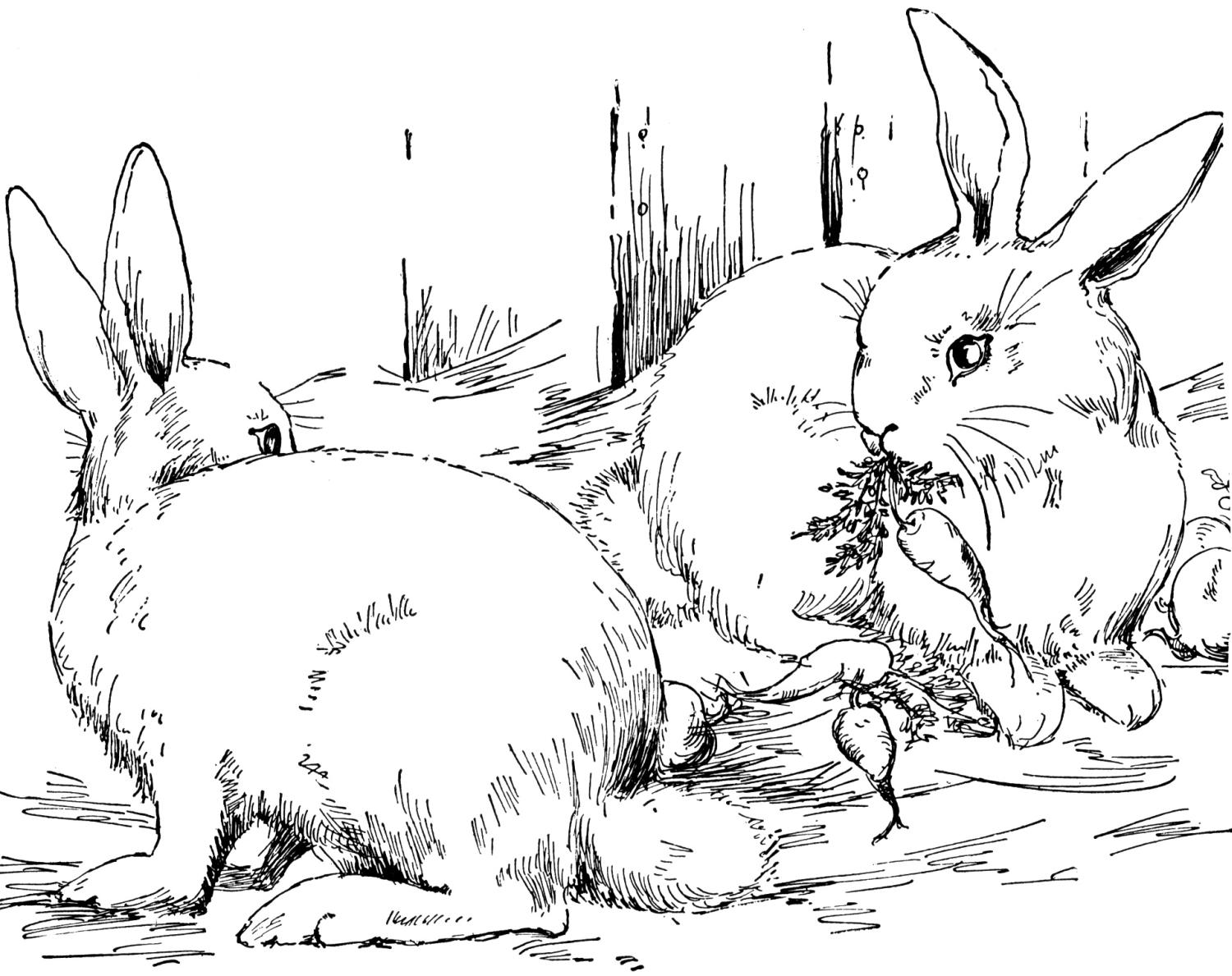 real-bunny-coloring-pages-download-and-print-for-free