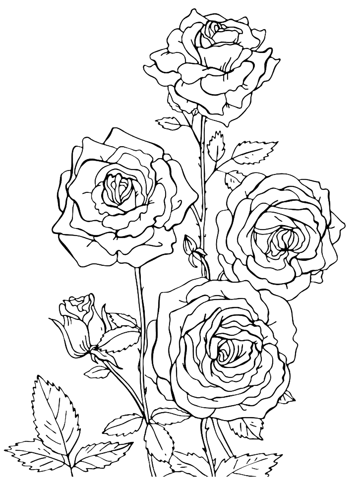 Roses coloring pages to download and print for free