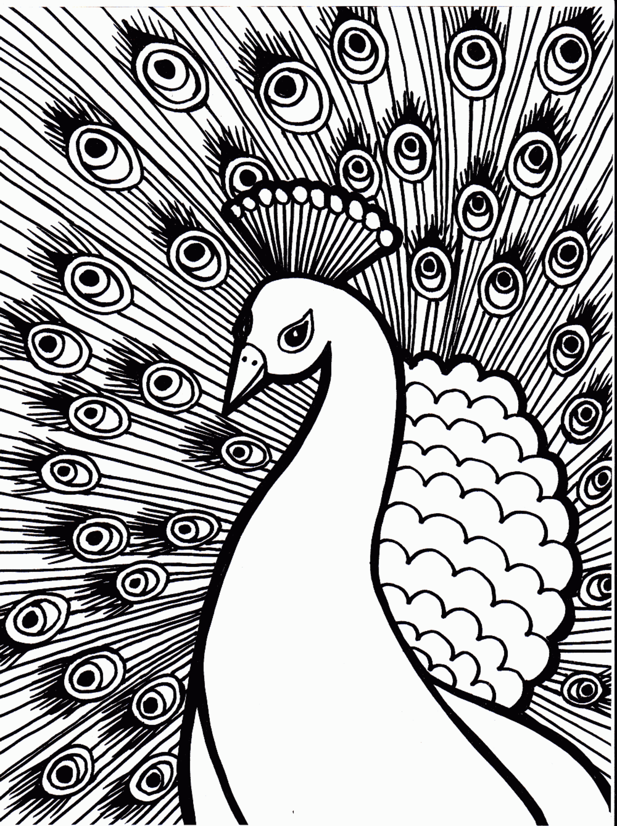 Peacock coloring pages to download and print for free