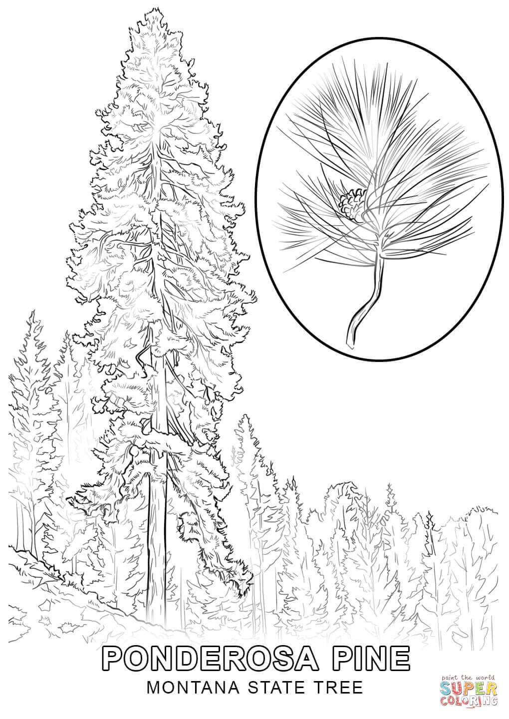 Montana symbols coloring pages download and print for free