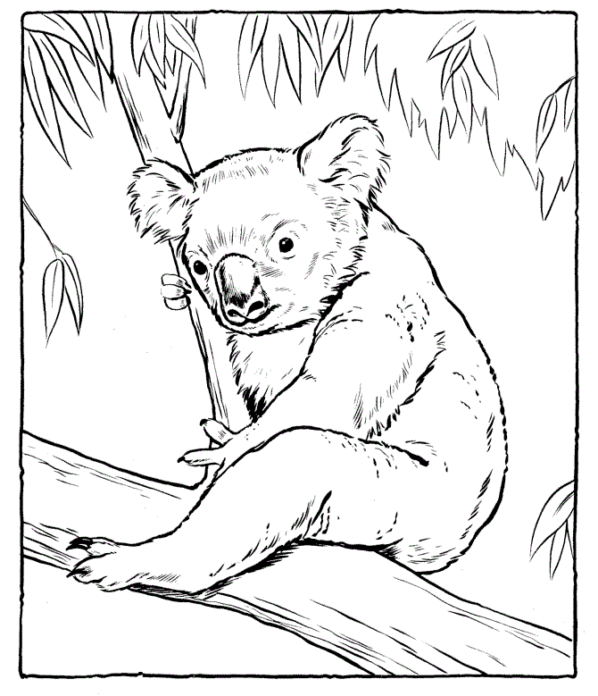 koala-coloring-pages-to-download-and-print-for-free